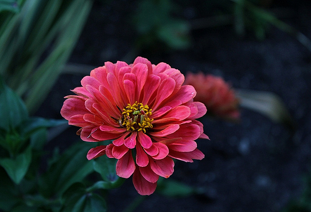 Zinnia (2)