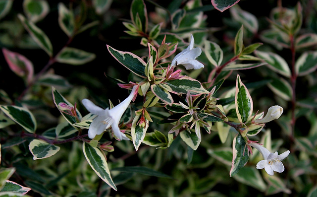 Abelia grandiflora ' Confetti' (2)