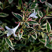 Abelia grandiflora ' Confetti' (2)