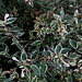Abelia grandiflora ' Confetti' (3)