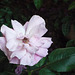 Flor b. rosada 4
