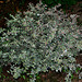 Abelia grandiflora ' Confetti'