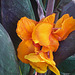Flor naranja 5