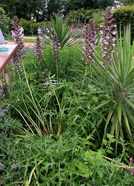 Acanthus spinosus