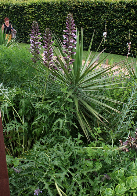 Acanthus spinosus (2)