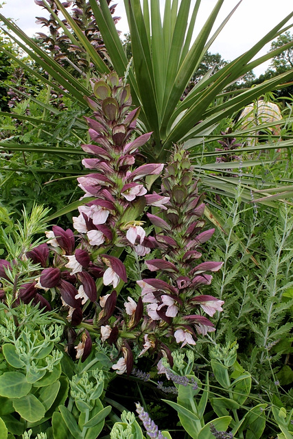 Acanthus spinosus (3)