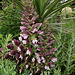 Acanthus spinosus (3)