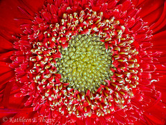 Red Gerbera Daisy 0010