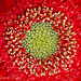 Red Gerbera Daisy 0010