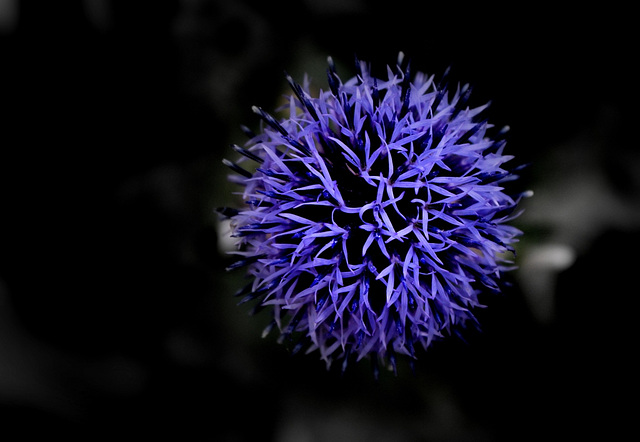 La vie en bleu (3)