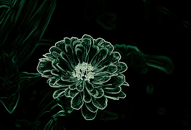 Variation de Zinnia (2)