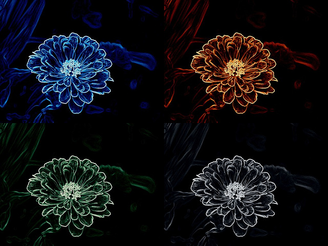 Zinnia- Composition