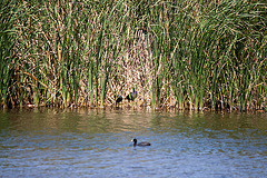 20120514 9719RTw [E] Blässhuhn, Almaraz