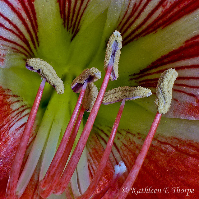 Amaryllis 0014