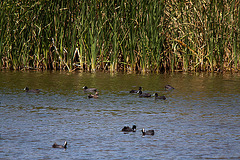 20120514 9733RTw [E] Blässhuhn, Almaraz