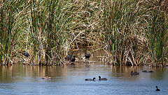 20120514 9738RTw [E] Blässhuhn, Almaraz