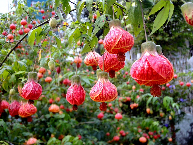 ipernity: Abutilon striatum - by Eliana Verona