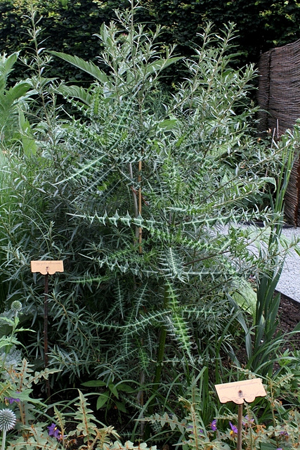 Ptilostemon diacantha- Cirsium diacanthum