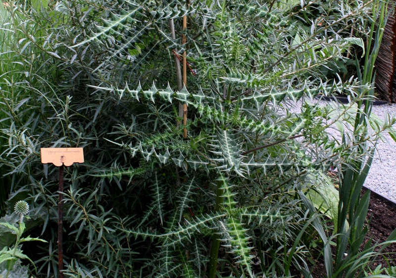 Ptilostemon diacantha- Cirsium diacanthum