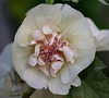 Lavatera x Alcea  'Park Allee' (3)