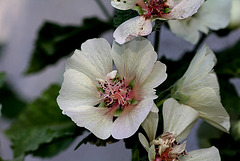 Lavatera x Alcea  'Park Allee' (6)