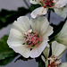 Lavatera x Alcea  'Park Allee' (6)