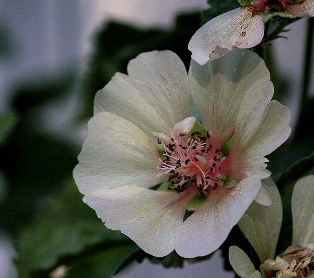 Lavatera x Alcea 'Park Allee' (7)