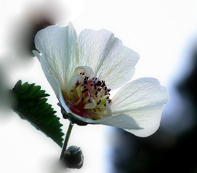 Lavatera x Alcea  'Park Allee' (10)