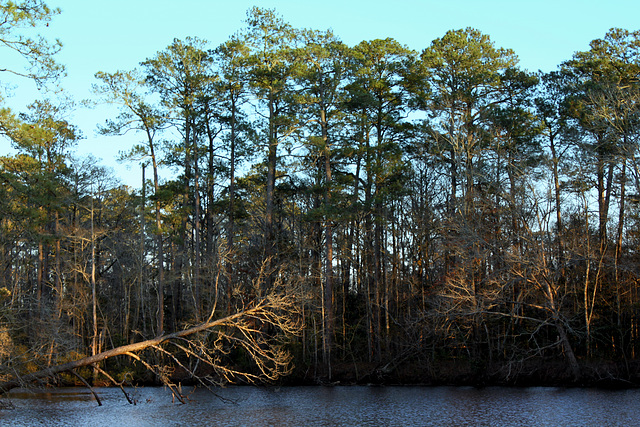 Uprooted tree, sunset