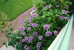 Hortensias de Mansle à Beau rivage