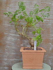 Pelargonium carnosum DSC 0001