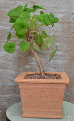 Pelargonium cotyledonis DSC 0003