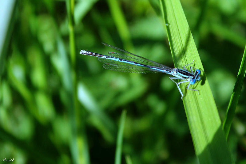 AGRION BLEU***