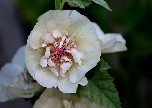 Lavatera x Alcea 'Park Allee' (4)