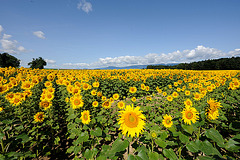 Champ de tounesols...