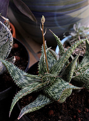 Aloe somaliensis