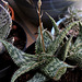 Aloe somaliensis