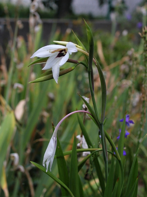 Gladiolus murielae