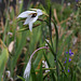 Gladiolus murielae