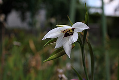 Gladiolus murielae (3)
