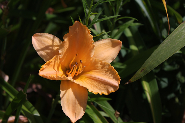 Hémérocalle 'Apricot Lace '