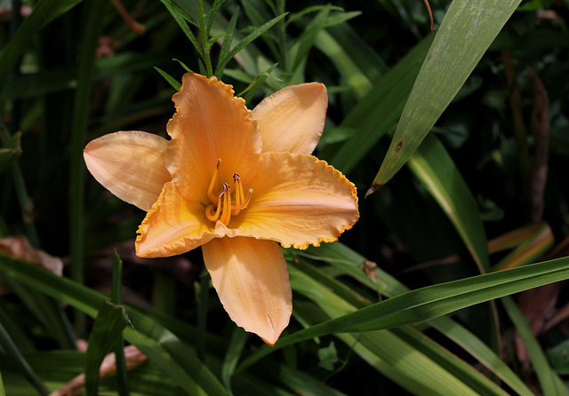 Hémérocalle 'Apricot Lace ' (4)