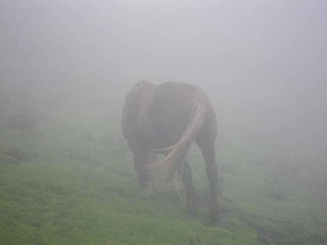 CHeval dans la brume