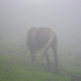 CHeval dans la brume