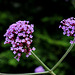 Verbena bonariensis