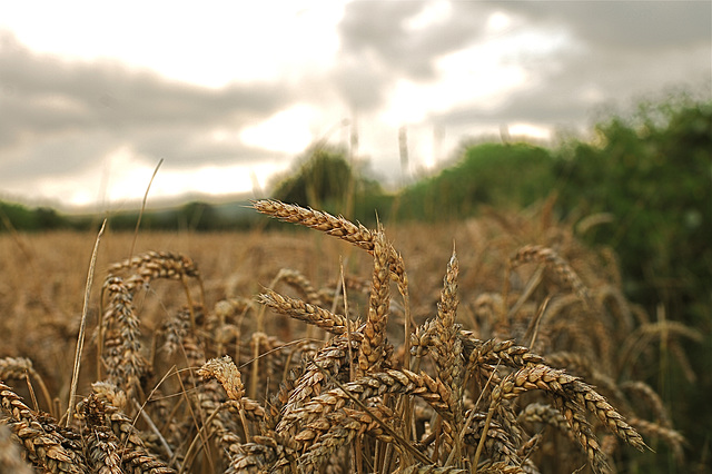 Wheatfield