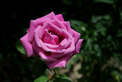 Rose 'Mamy Blue ' (2)
