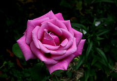 Rose 'Mamy Blue ' (3)
