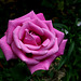 Rose 'Mamy Blue ' (3)