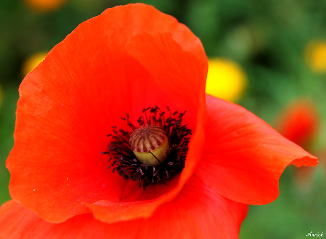 RED FLOWER ***